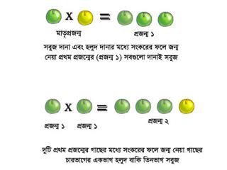 পাদ্রীর পরীক্ষা (১)